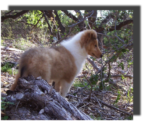 Poppy 2006-06-07 Free 6smb a sable merle girl 2_g12it115.png